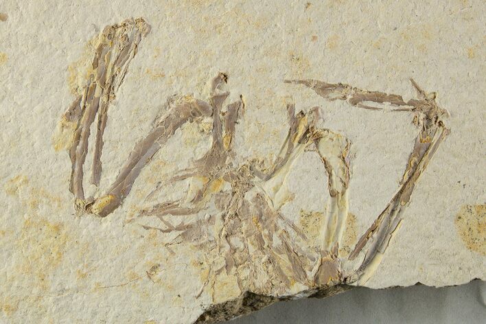 Very Rare Partial Fossil Bird With Pos/Neg - Green River Formation #307248